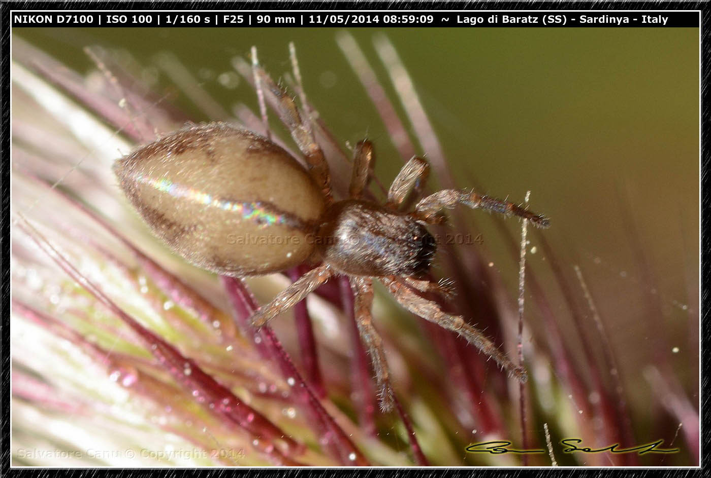 Cheiracanthium sp.? No. Clubiona sp. - Baratz (SS)